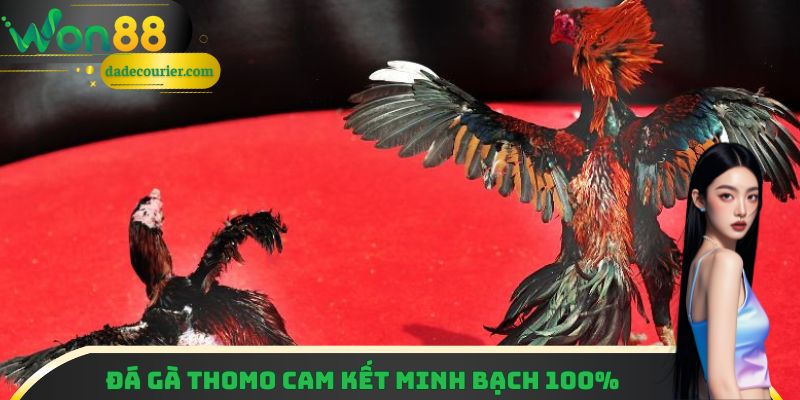 Lý Giải Sức Hút Của Đá Gà Thomo Qua 3 Điểm Cộng Cực Xịn 3 Ban tổ chức Thomo cam kết minh bạch 100%