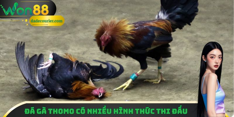 Lý Giải Sức Hút Của Đá Gà Thomo Qua 3 Điểm Cộng Cực Xịn 2 Đá gà Thomo được yêu thích vì có nhiều hình thức thi đấu