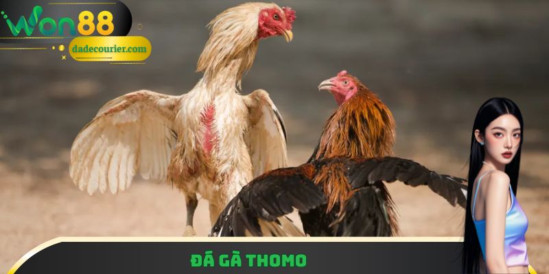 Lý Giải Sức Hút Của Đá Gà Thomo Qua 3 Điểm Cộng Cực Xịn 1 Đá gà Thomo