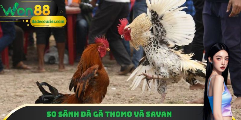 Lý Giải Sức Hút Của Đá Gà Thomo Qua 3 Điểm Cộng Cực Xịn 4 So sánh nhanh Thomo và Savan qua 4 tiêu chí